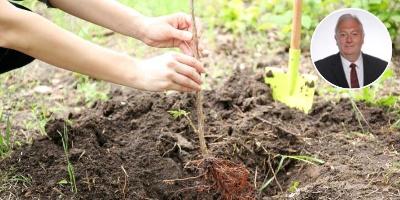 Image of New trees planting project photo