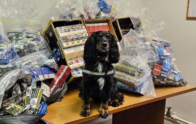 An image of a dog sat with counterfeit cigarettes